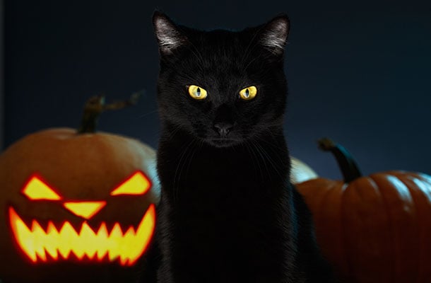 happy-halloween!-—-see-also