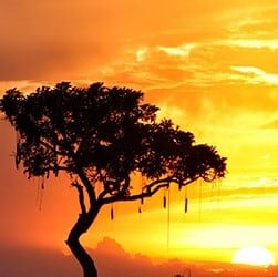 building-a-treehouse:-a-personal-journey-in-establishing-ai-usage-rules-in-legal-teams