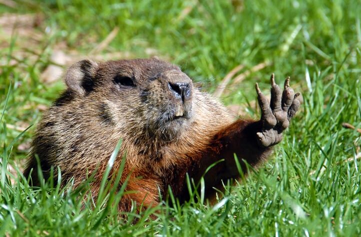 it’s-always-groundhog-day-when-it-comes-to-depositions