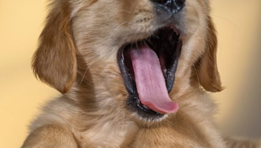 happy-national-pet-day