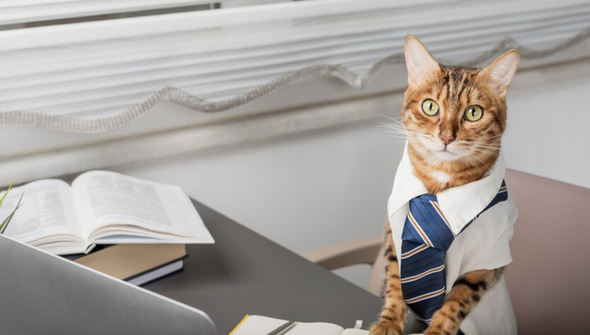 keyboard-cat-becomes-courtroom-star-during-zoom-trial