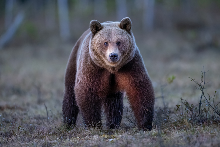 Bear Damage To Luxury Car Interior Ends In Insurance Fraud Charges