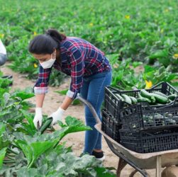 giving-thanks-to-the-hands-that-feed-america:-immigrant-farmworkers