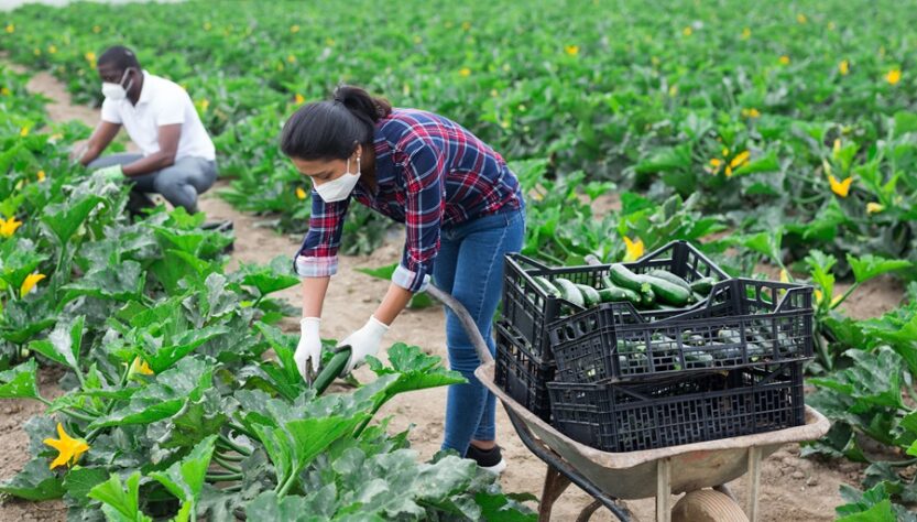 giving-thanks-to-the-hands-that-feed-america:-immigrant-farmworkers