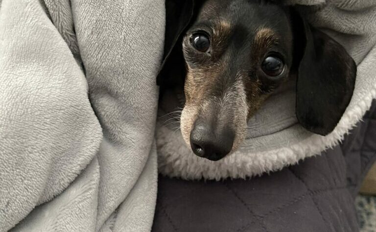 is-it-illegal-to-leave-your-pet-outside-in-snow-or-cold-in-texas?